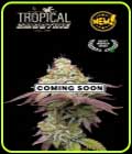 Tropical Smoothie - Seed Stockers