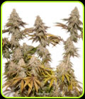 Tropical Tangie - Dutch Passion Seeds