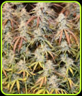 Tropical Wiz V.2 Auto - Night Owl Seeds