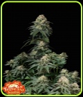 Tropicana Cookies Fast Flowering - FastBuds
