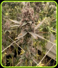 Tropicana Grape Cake - Fidels Seed Co