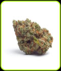 SALE - Tropicana Wedding Cake Auto - Growers Choice - Growers Choice