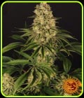 Tropicanna Banana - Barneys Farm Seeds