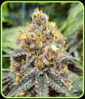 Tropicanna Cookies - Oni Seed Co