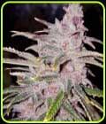 Tropicanna Haze - Oni Seed Co