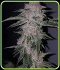 Tropicanna Kush - Oni Seed Co