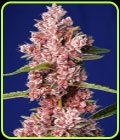 Tropicanna Poison F1 Fast Version - Sweet Seeds