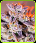 Tropicanna Poison XL Auto - Sweet Seeds