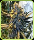 Tropicanna Punch - Oni Seed Co