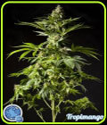 Tropimango - Philosopher Seeds