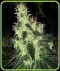Tropsanto - Oni Seed Co