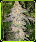 True Colours - True Canna Genetics