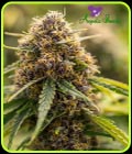 SALE - True Gold OG - Anesia Seeds - Cannabis Seed Sale Items