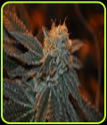 Trueberry - Elemental Seeds