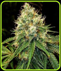 Truffle Berry - Top Shelf Elite Seeds