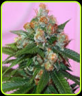 Truzilla - True Canna Genetics
