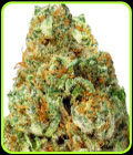 Turbo Bud Auto - Heavyweight Seeds