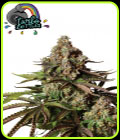 Turbo Zkittles - Yieldmonger Seeds