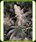 Tutti Candy - Zmoothiez Seeds