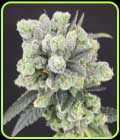 SALE - Two Bananas - Old School Genetics - Old School Genetics