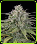 UK Cheese Auto - Humboldt Seed Organisation