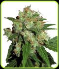 UK Cheesy Express Auto - Phoenix Cannabis Seeds
