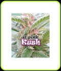 U-Pink Kush - Dr Underground