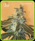 Uber - Cannarado Genetics