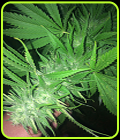 Ultimate Banana Kush IBL - Dankonomics Genetics