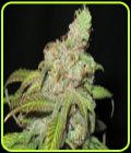 Ultra Grapefruit - Ultra Genetics