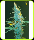 Ultra Power Plant - Victory Seeds