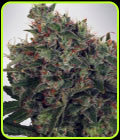 Ultra White Amnesia - Ministry of Cannabis