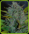 Ultraviolet - Samsara Seeds