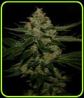 UnderDawg Kush - TH Seeds