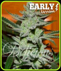 Unknown Kush Early Version - Delicious Seeds