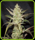 Upstream - Original Delicatessen Seeds