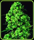 V.I.P. Auto - VIP Seeds