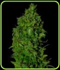 VIP Dwarf Auto - VIP Seeds