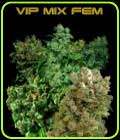 VIP Female Mix - VIP Seeds