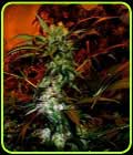 VIP Haze - VIP Seeds
