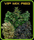 VIP Regular Mix - VIP Seeds
