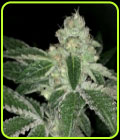 V Kush - Haute Genetique