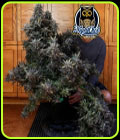 Vacation Bubba Auto - Night Owl Seeds