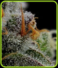 Vanilla Creme Pie - Humboldt Seed Company