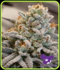 Vanilla Frosting - Anesia Seeds