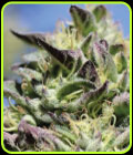 Vanilla Frosting - Humboldt Seed Company