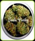 Vanilla Frosting - TasteBudz Seeds