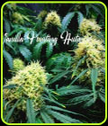 Vanilla Frosting Auto - TasteBudz Seeds
