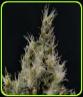 Vanilla Haze - CBD Seeds