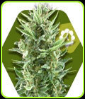 Vanilla Ice Auto - Zambeza Seeds